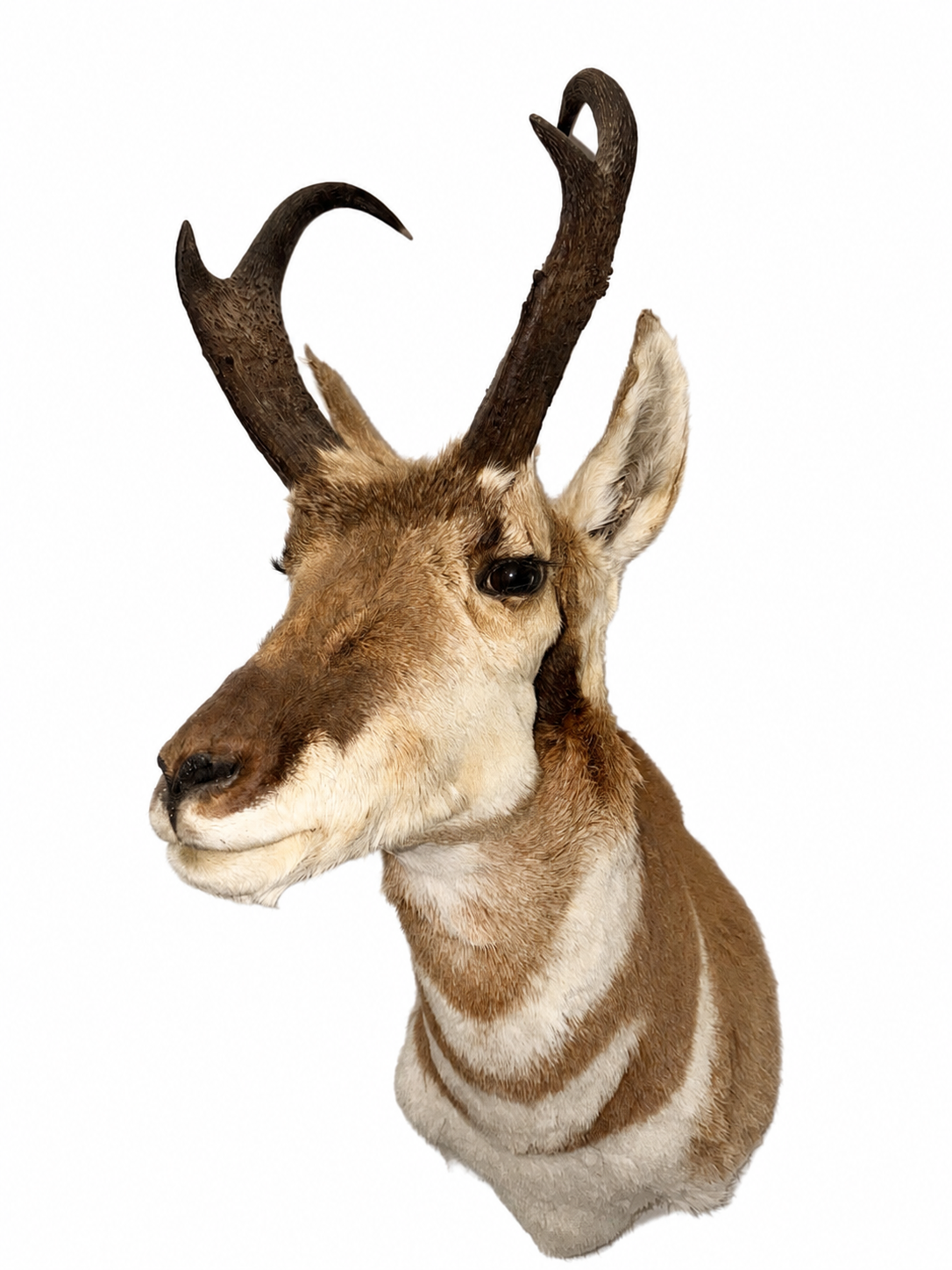 Taxidermy