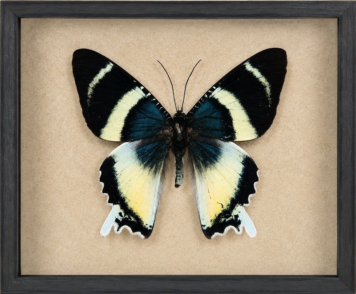 Insects