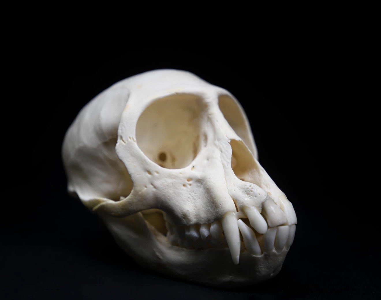 Skulls