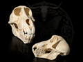 Chacma Baboon Skull